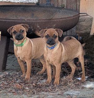  mops x zwergpinscher (muggin) m. Ahnentafel 