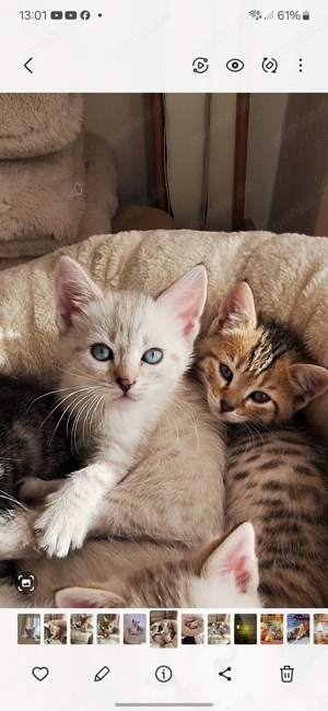 Bengal-BKH Mix Kitten 