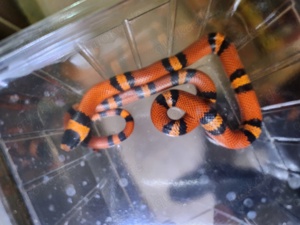 Lampropeltis Honduras