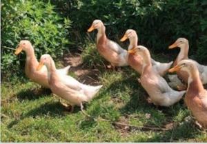 Sachsenenten aus 2025;  BDRG beringt. Ab 25  