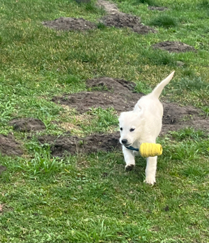 Golden Retriever Welpen