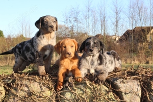 Aussiedor Junghunde  Labrador x Australian Shepherd