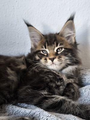 Maine Coon kätzchen mit stammbaum 