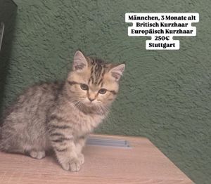 1 Kitten jungen zu verkaufen ( Kitten-weibchen bereits verkauft)