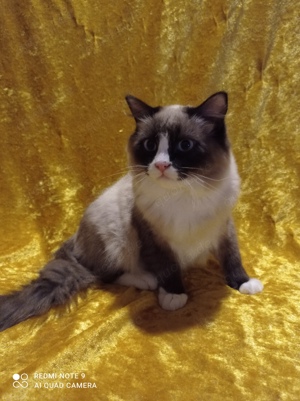 Ragdoll mit Stammbaum