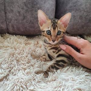 Bengalische Kätzchen zur Adoption:::::WhatsApp an uns unter: 01635733726 