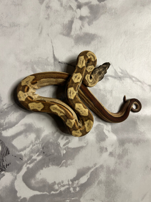 #6 Boa Constricto Imperator   Hypo Motley het. Albino Kalh poss. het. Leopard (0.1)