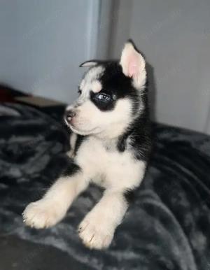 Siberian Husky-Welpen