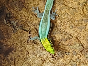 phelsuma Klemmeri Neon Taggecko 1.0