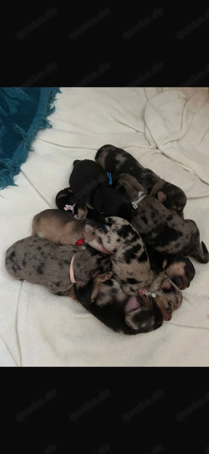 Erfahrener Deckrüde Pomeranian Zwergspitz Teddy Typ  Bild 2