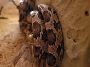 Kornnatter handzahm plus Terrarium