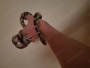 Kornnatter handzahm plus Terrarium Bild 2