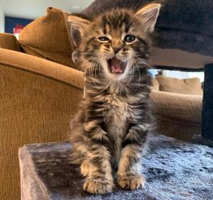 Maine Coon kätzchen mit stammbaum