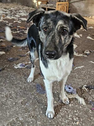 Kaiser, geb. ca. 12 2023, lebt in GRIECHENLAND Bild 8