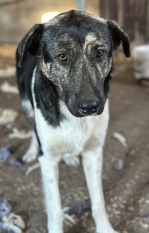 Kaiser, geb. ca. 12 2023, lebt in GRIECHENLAND Bild 3