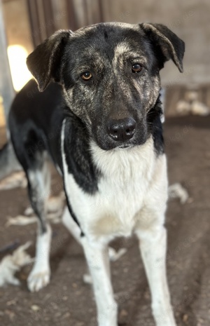 Kaiser, geb. ca. 12 2023, lebt in GRIECHENLAND Bild 6