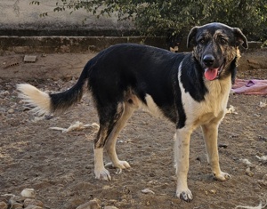 Kaiser, geb. ca. 12 2023, lebt in GRIECHENLAND Bild 10