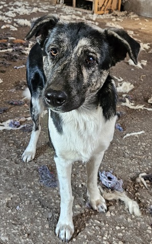 Kaiser, geb. ca. 12 2023, lebt in GRIECHENLAND Bild 7