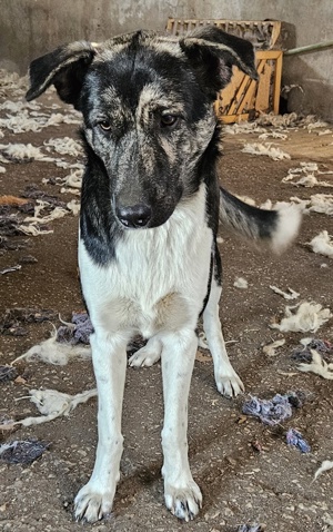 Kaiser, geb. ca. 12 2023, lebt in GRIECHENLAND Bild 9