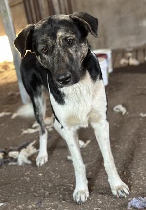 Kaiser, geb. ca. 12 2023, lebt in GRIECHENLAND Bild 5