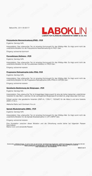 Maine Coon Deckkater *Rot* Bild 6