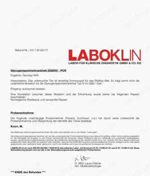 Maine Coon Deckkater *Rot* Bild 7