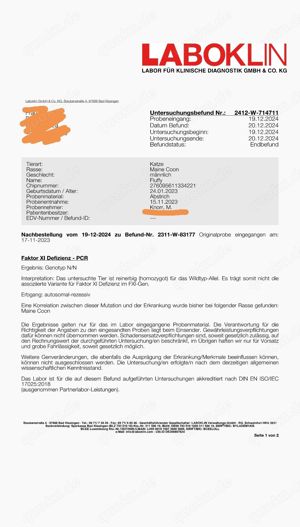 Maine Coon Deckkater *Rot* Bild 4