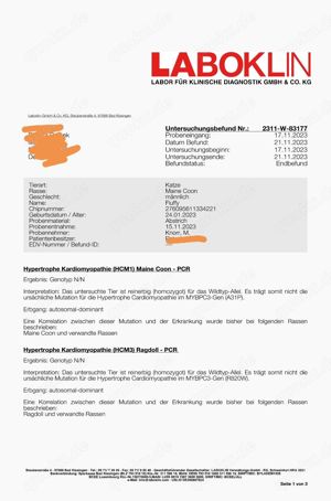 Maine Coon Deckkater *Rot* Bild 5