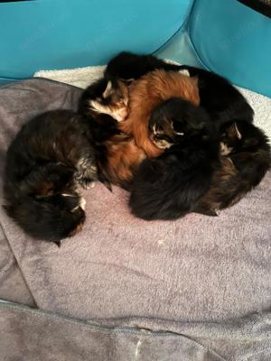 Maine Coon Deckkater *Rot* Bild 8