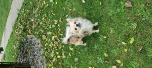 Bildschöner  Chihuahua Deckrüde 