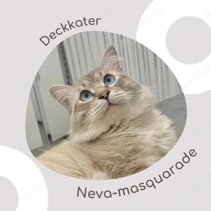 Neva Masquerade Deckkater in 89269 Vöhringen