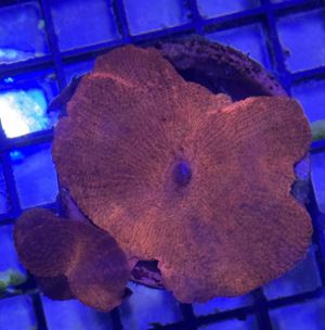 Korallenableger abzugeben 