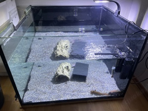 6 Axolotl mit Aquarium