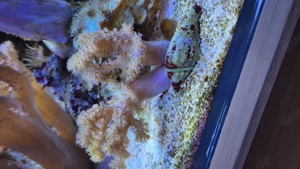 Fingerlederkoralle sinularia Meerwasseraquarium 