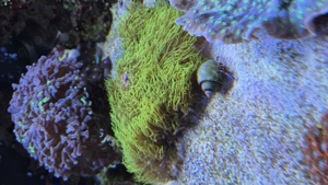 Barelium Affenhaar Meerwasseraquarium 