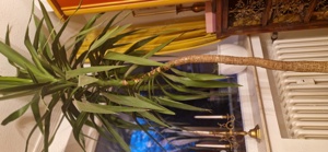 Palme Bild 2