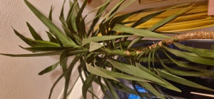 Palme Bild 3