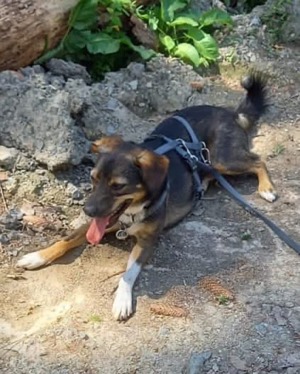 Lebensfroher Chilli Bild 4