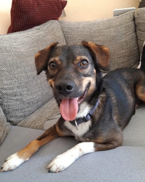 Lebensfroher Chilli Bild 2