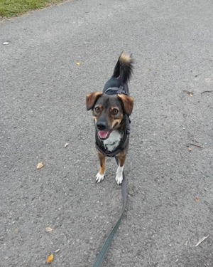 Lebensfroher Chilli Bild 3