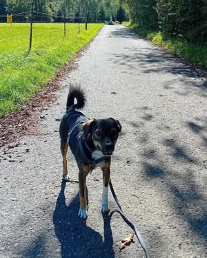 Lebensfroher Chilli Bild 5