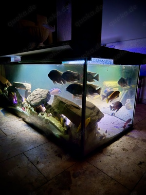  Luxus-Malawi-Aquarium als Esstisch   980l  mit hochwertigem Zubehör und Besatz zu verkaufen