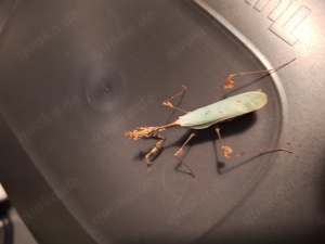 Angebot   !!!!   Die letzten Gottesanbeterin  Sibylla pretiosa  KryptischeMantis  