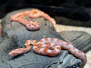 Kornatter (pantherophis guttatus) diverse Farben
