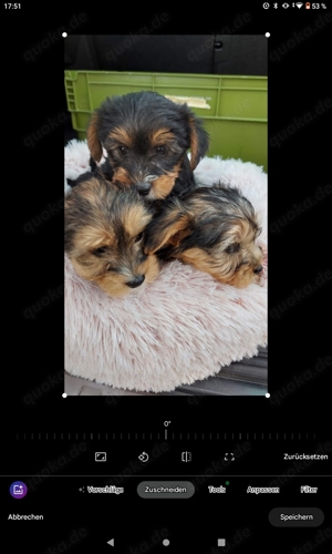 Yorkshire Terrier Welpen 