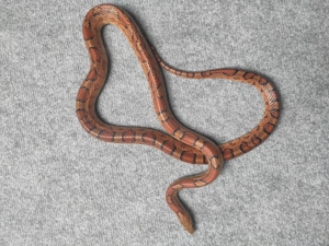 Kornnatter 0.1 Wildfarben (Aztec) het Caramel ph Amel
