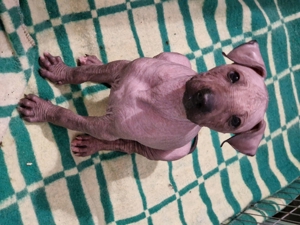 Xoloitzcuintle
