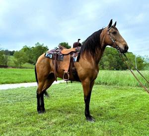 Goldbrauner Foxtrotter-Wallach
