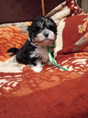 Bichon havaneser welpen mit Staummbaum 