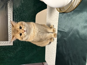 Deckkater Schottisch +britisch mix 